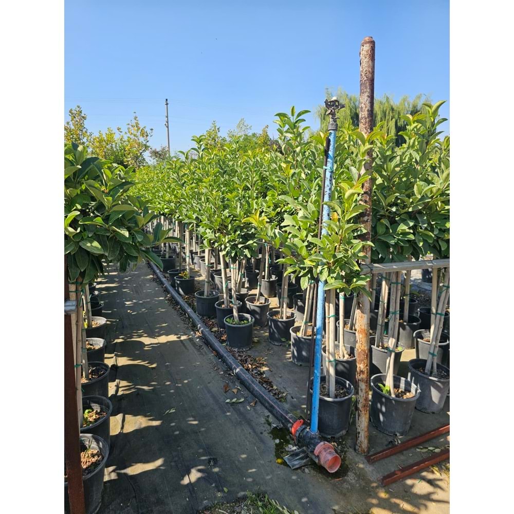 Viburnum lucidum – Half-Tij Form