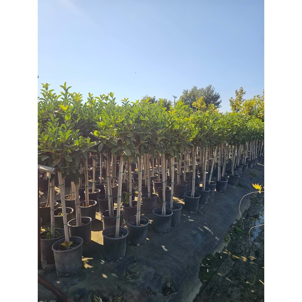 Viburnum lucidum – Half-Tij Form