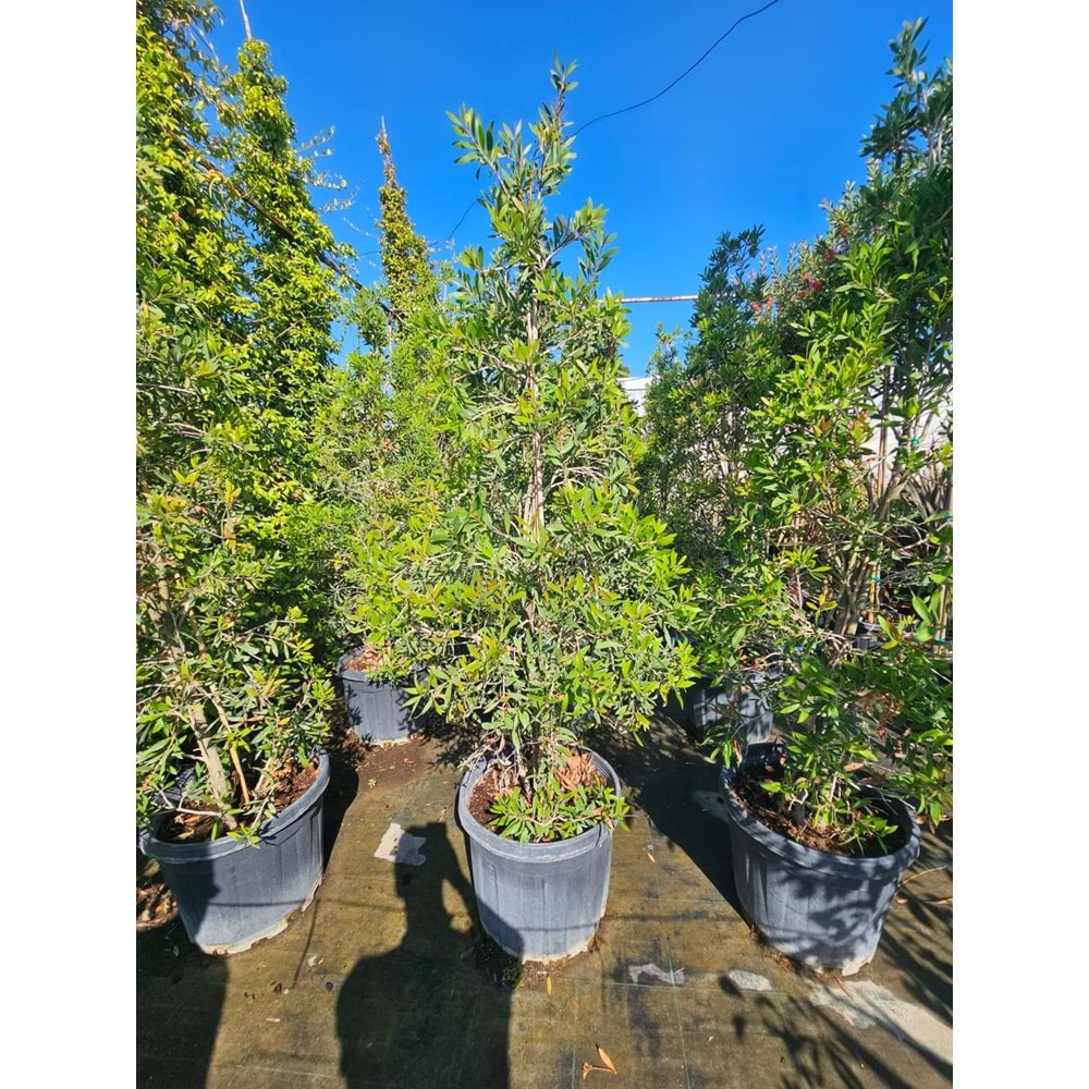 Fırça Çalısı (Callistemon) 2-2,5 m / 55 LT