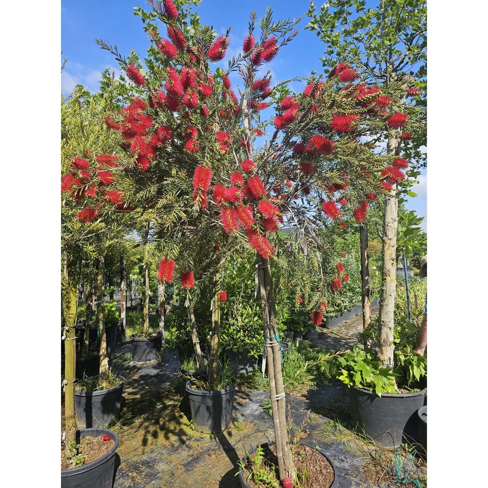 Fırça Çalısı (Callistemon) – Tijli Extra Form / Kalın Gövdeli
