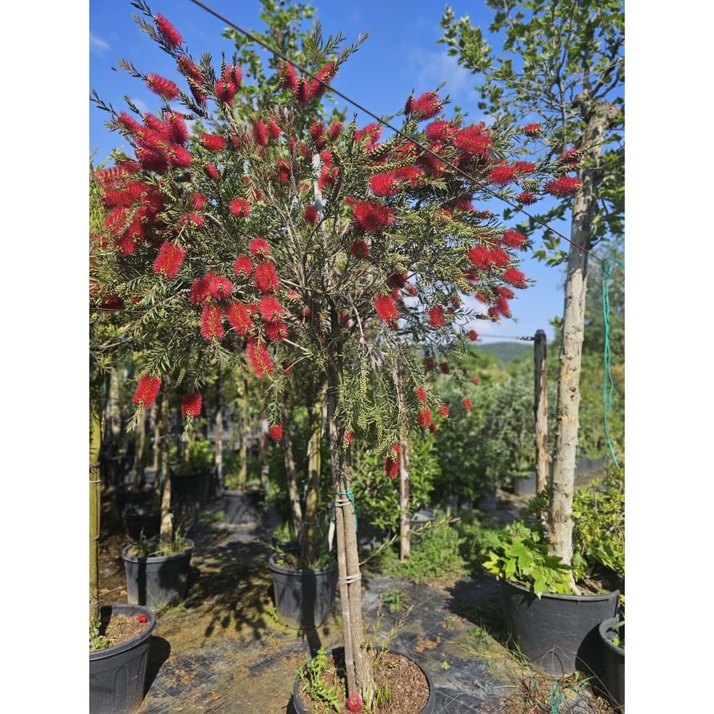Fırça Çalısı (Callistemon) – Tijli Extra Form / Kalın Gövdeli