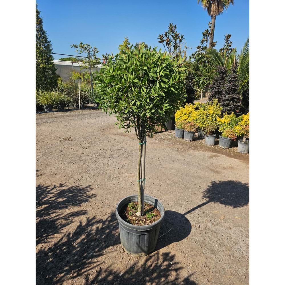 Fırça Çalısı (Callistemon) 35LT Tijli