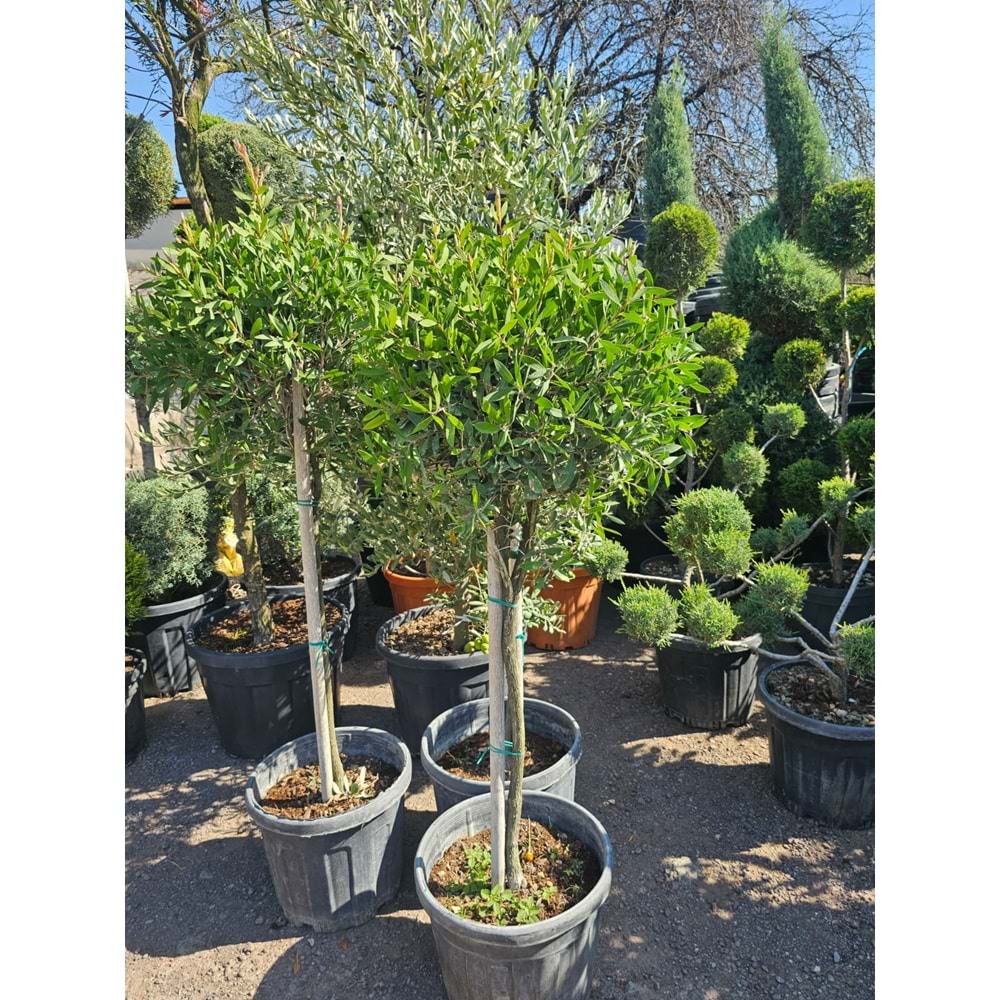 Fırça Çalısı (Callistemon) 35LT Tijli