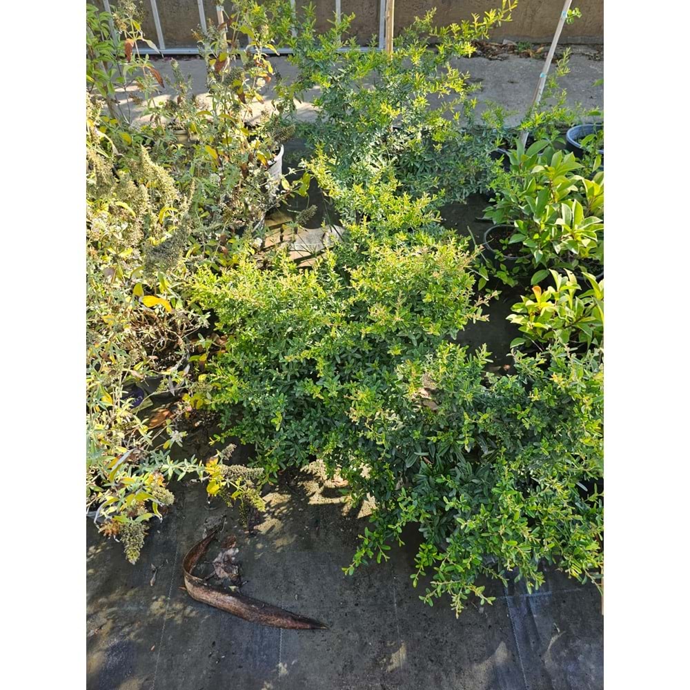 Ateş Dikeni (Pyracantha) 7 LT