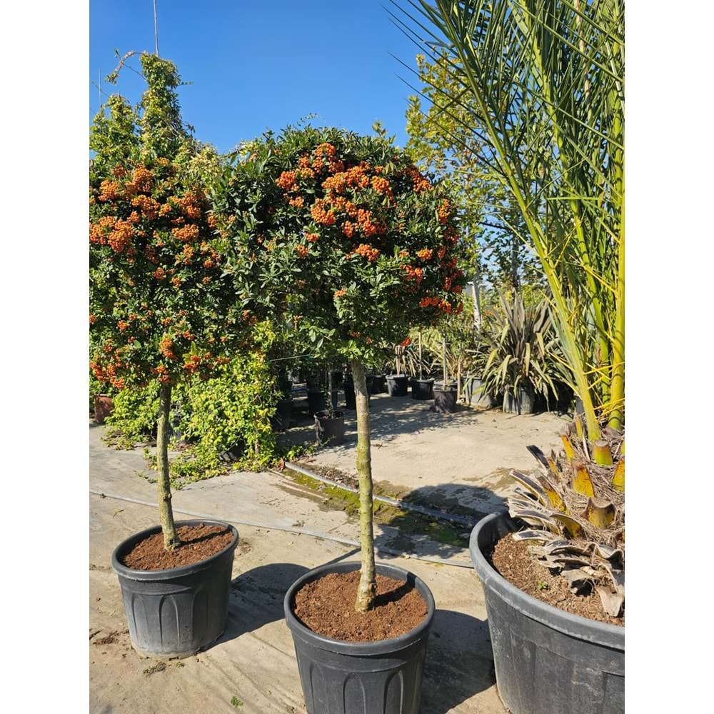 Ateş Dikeni (Pyracantha) – Tijli EXTRA Form