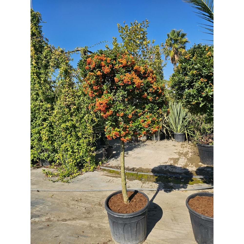 Ateş Dikeni (Pyracantha) – Tijli EXTRA Form