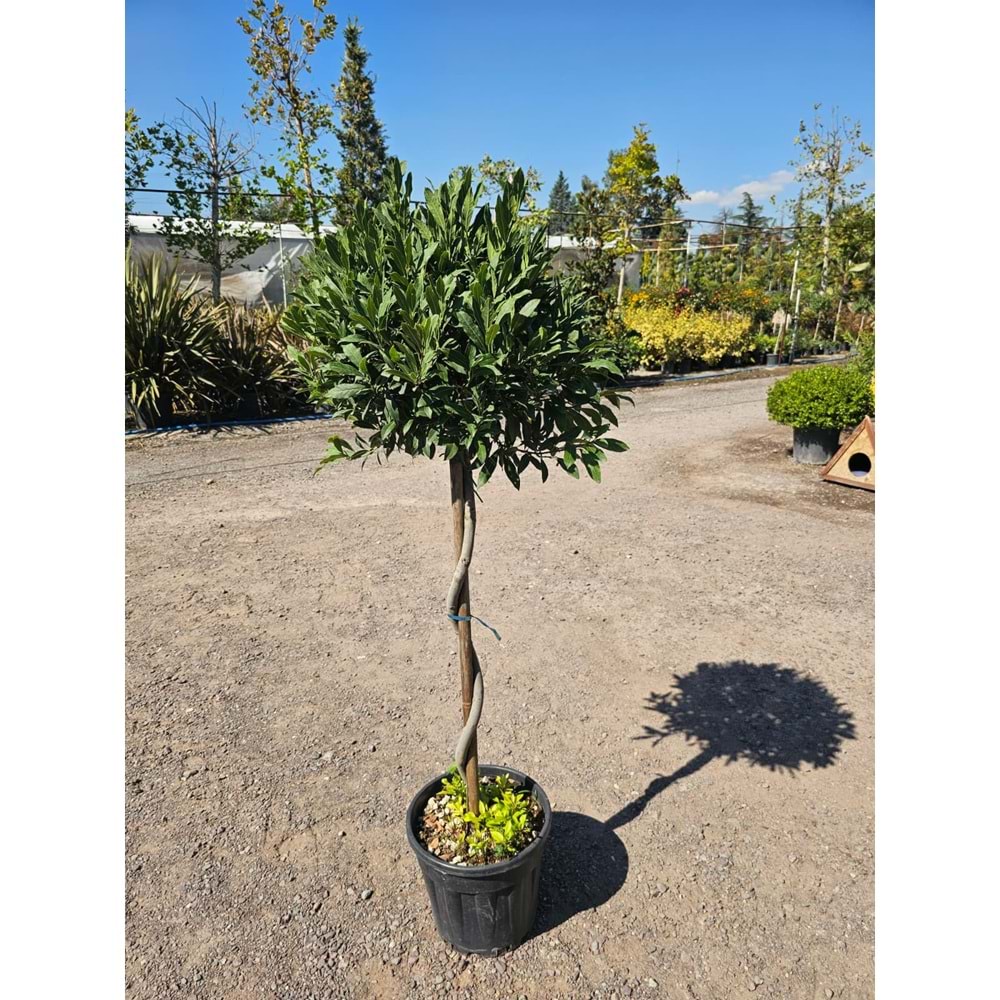Defne (Laurus nobilis) – Burgulu Form / 15 LT
