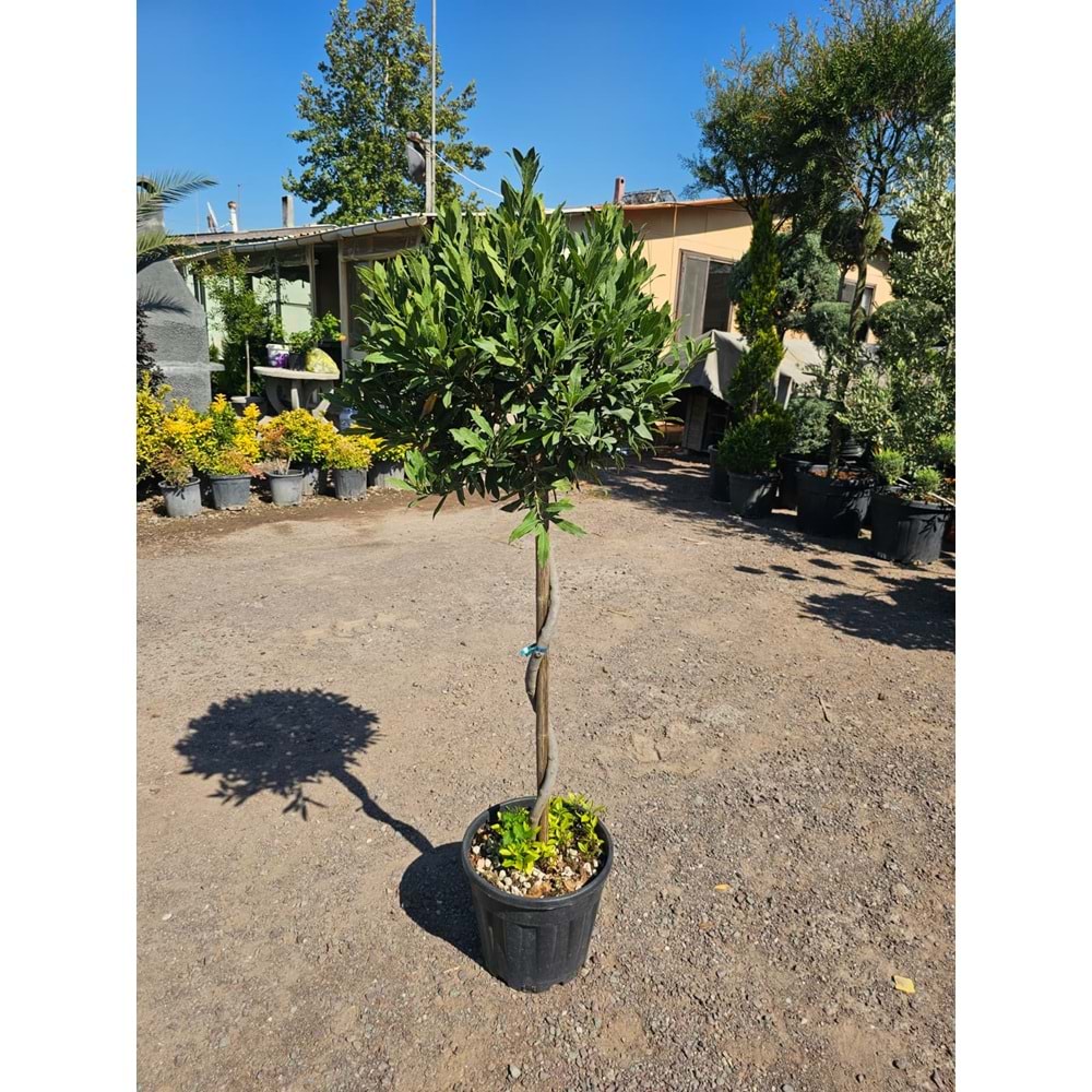 Defne (Laurus nobilis) – Burgulu Form / 15 LT