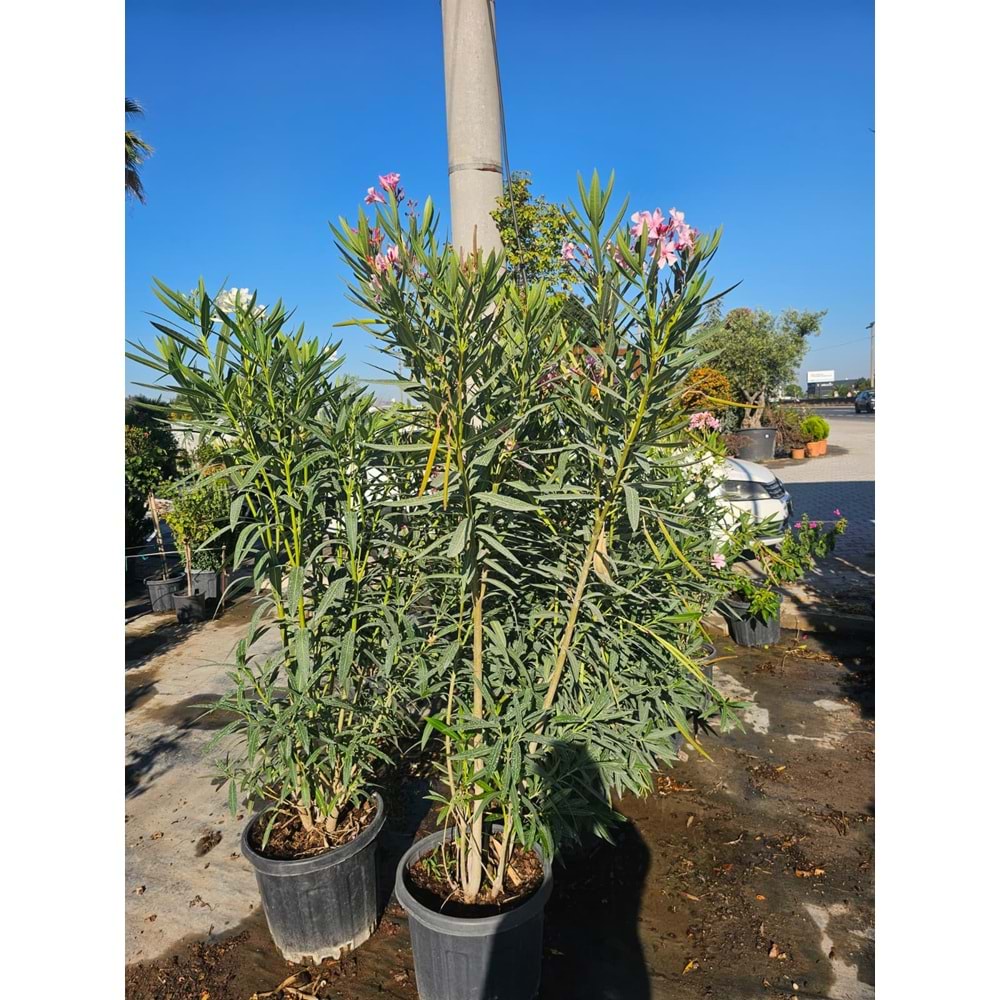Zakkum (Nerium oleander) – 35 LT
