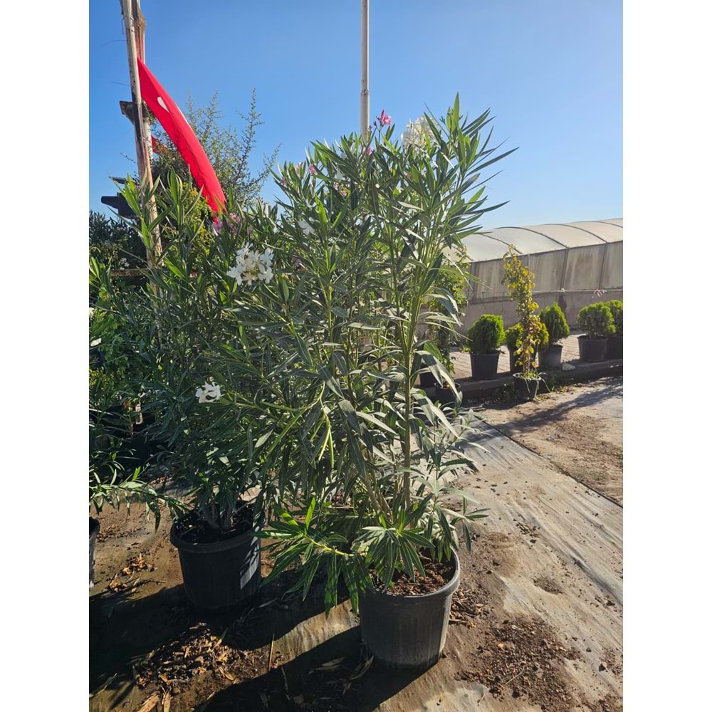 Zakkum (Nerium oleander) – 35 LT
