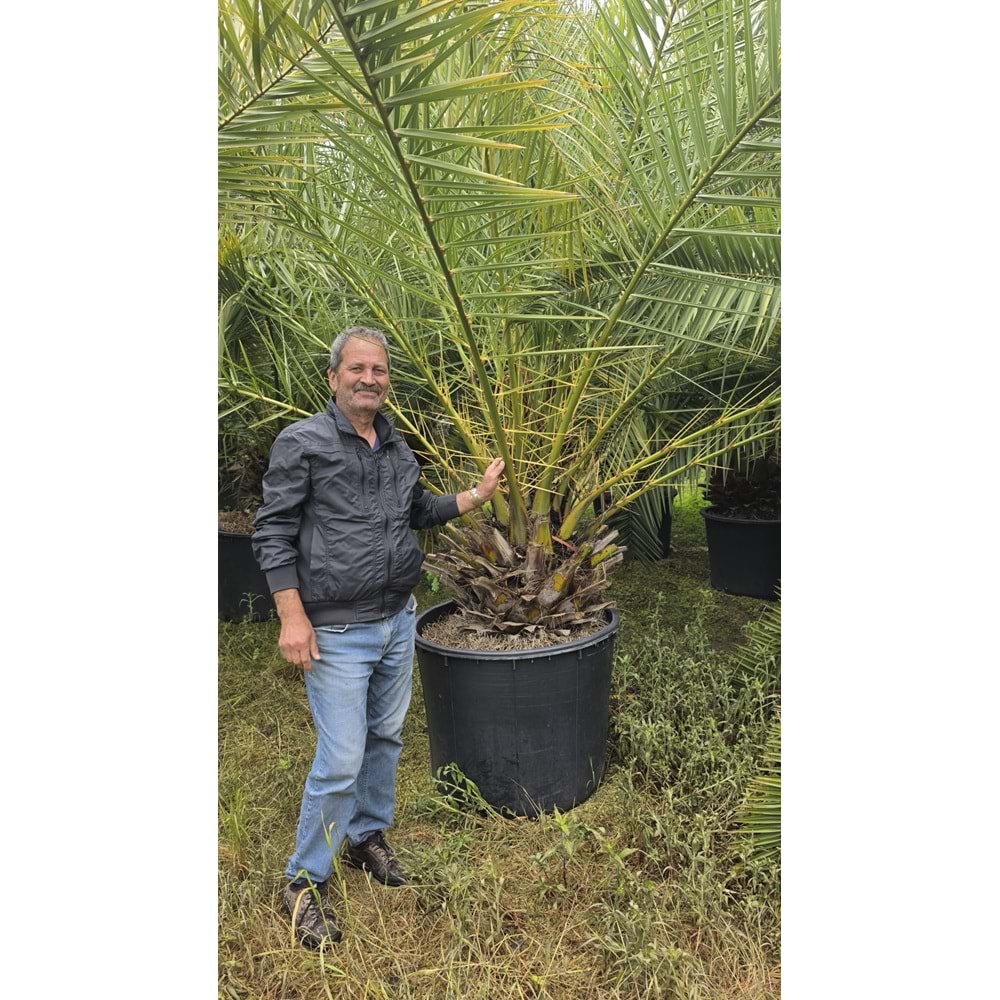 Phoenix Palmiyesi–Extra Form