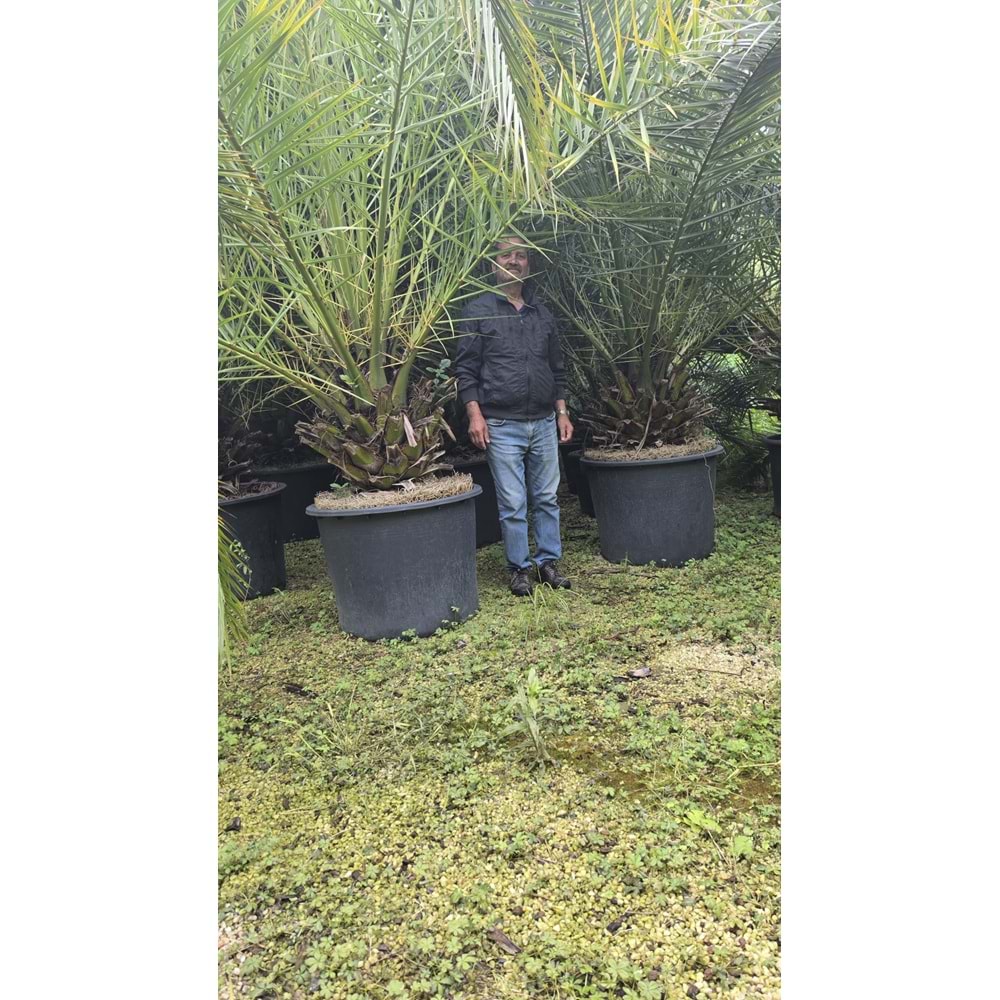 Phoenix Palmiyesi–Extra Form