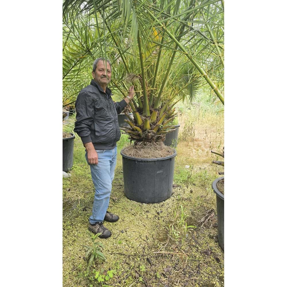 Phoenix Palmiyesi–Extra Form
