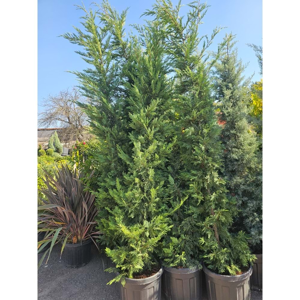 Leylandi – 3 m / Aşılı Ürün