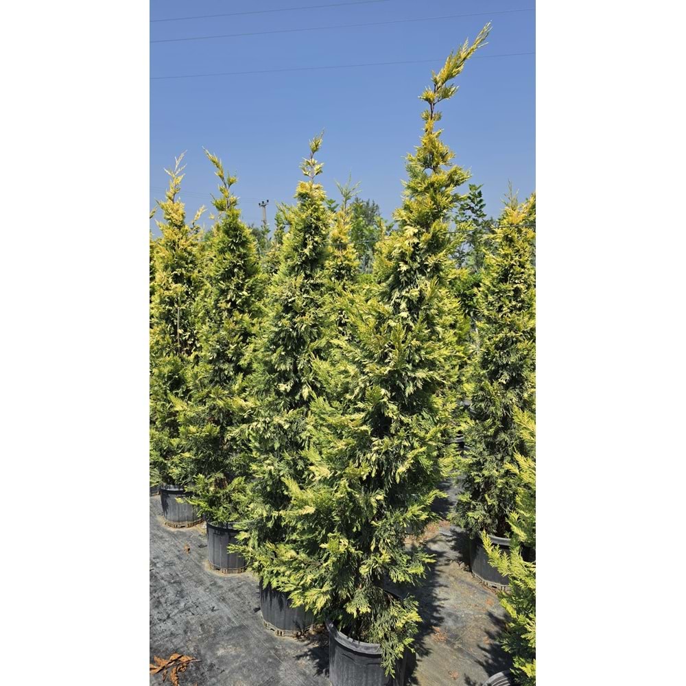 Goldrider 2-2,4m