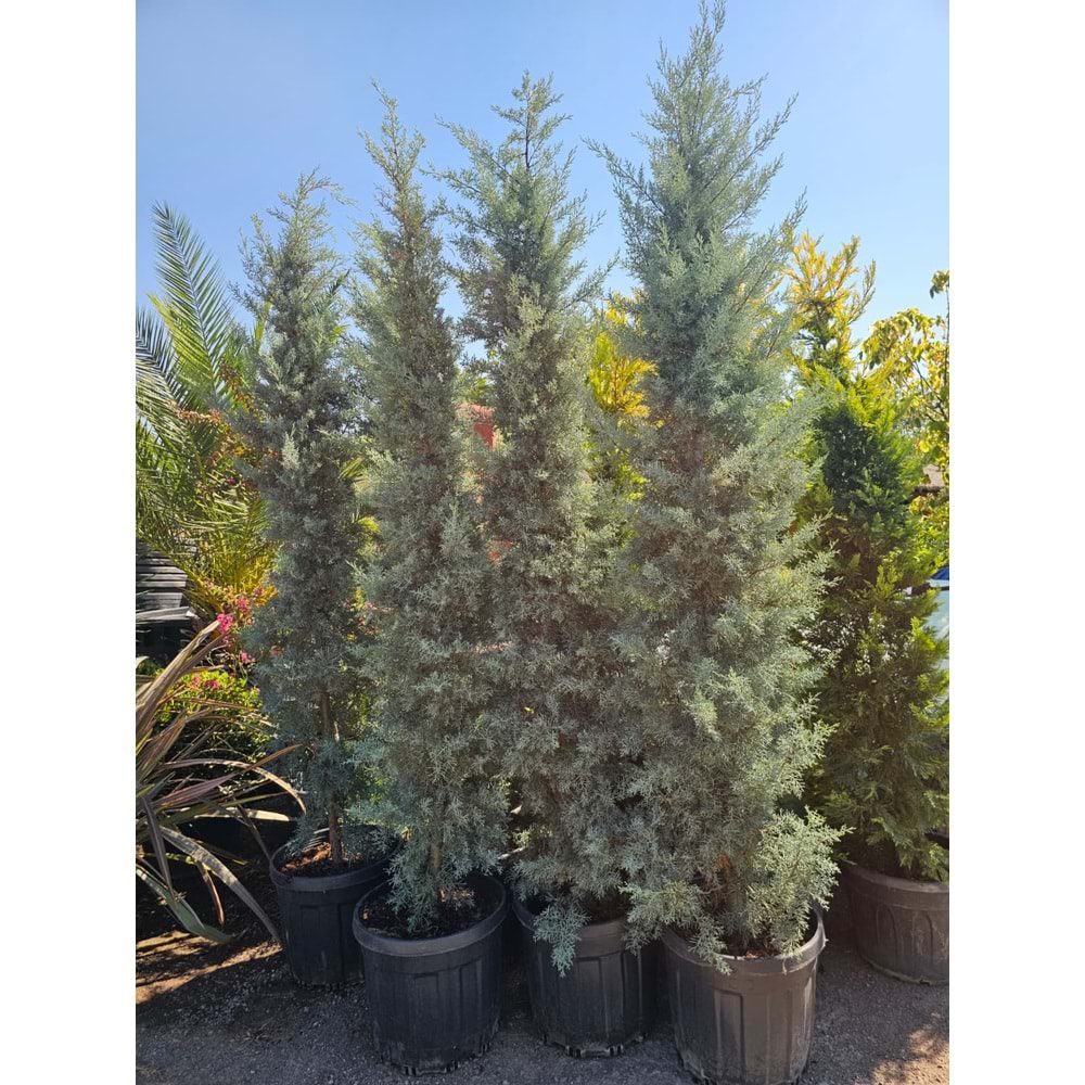 Mavi Servi (Cupressus arizonica) 2–2,5 m