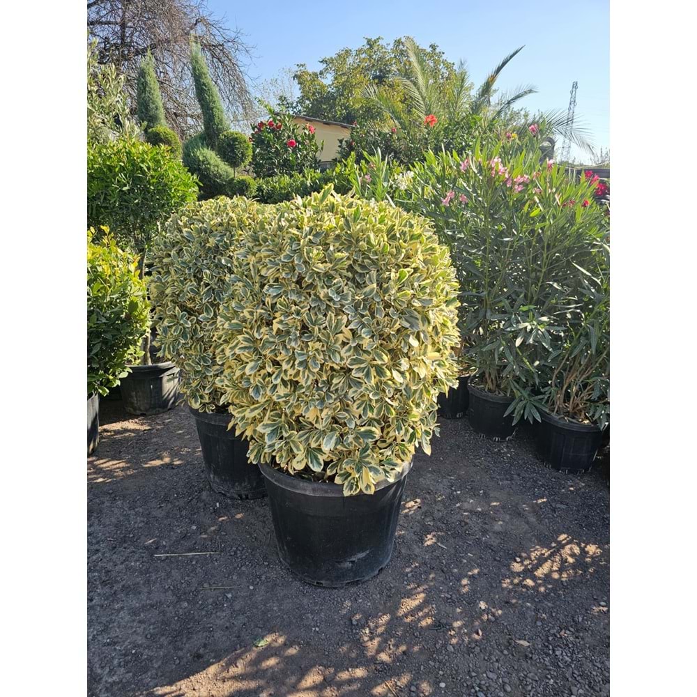 Bravo Taflan (Euonymus japonicus ‘Bravo’) – 75 LT