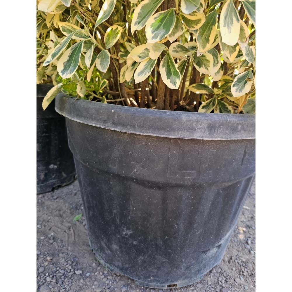 Bravo Taflan (Euonymus japonicus ‘Bravo’) – 75 LT