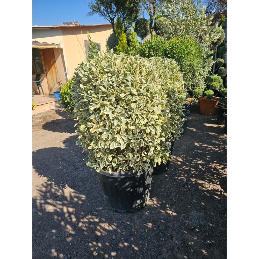 Bravo Taflan (Euonymus japonicus ‘Bravo’) – 75 LT