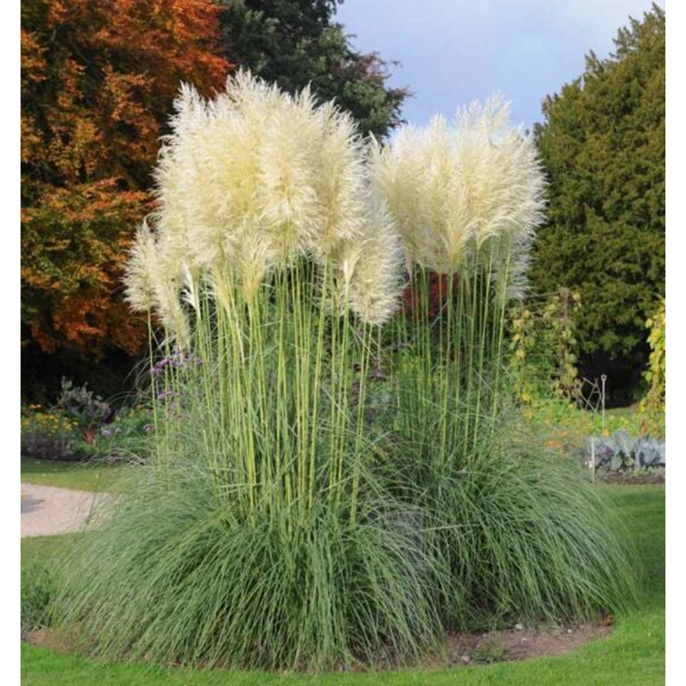 Pampas Otu (Cortaderia selloana) – 7 LT / 1,5–2 m