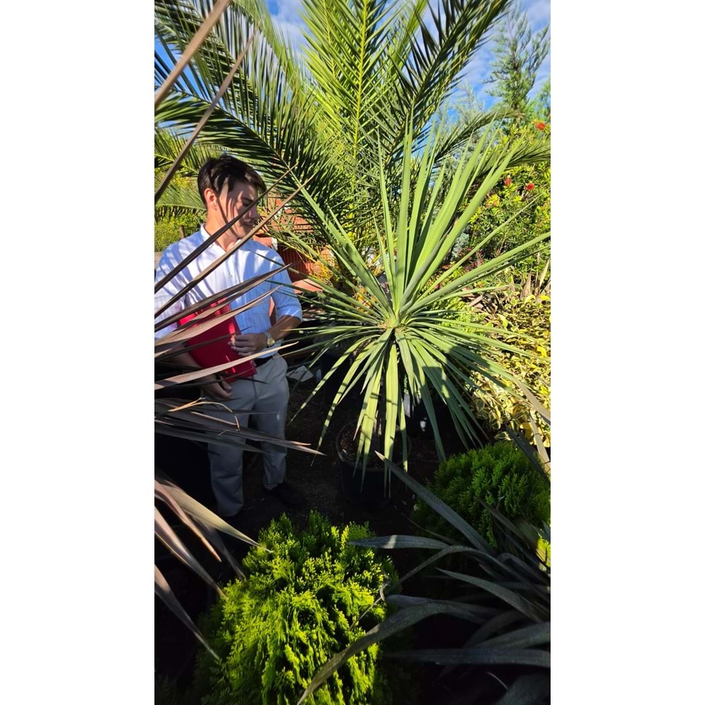 Dracena Cordyline australis