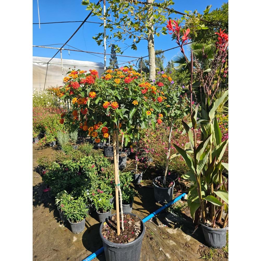 Mİne Çiçeği (Lantana camara,) Tijli Form