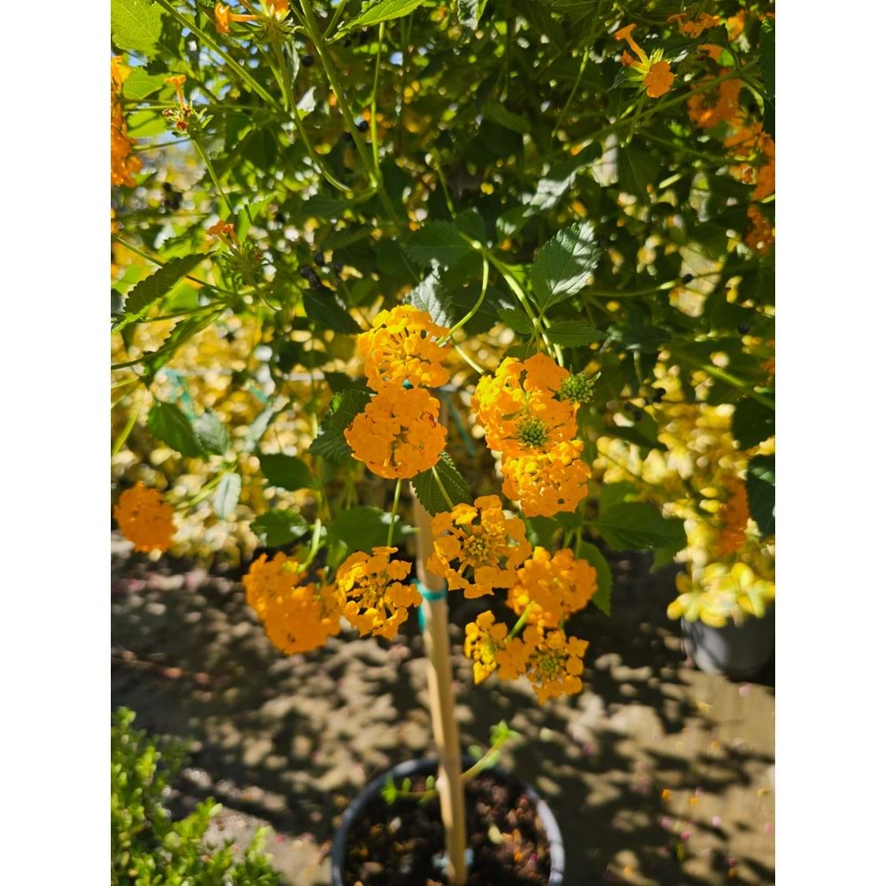 Mİne Çiçeği (Lantana camara,) Tijli Form