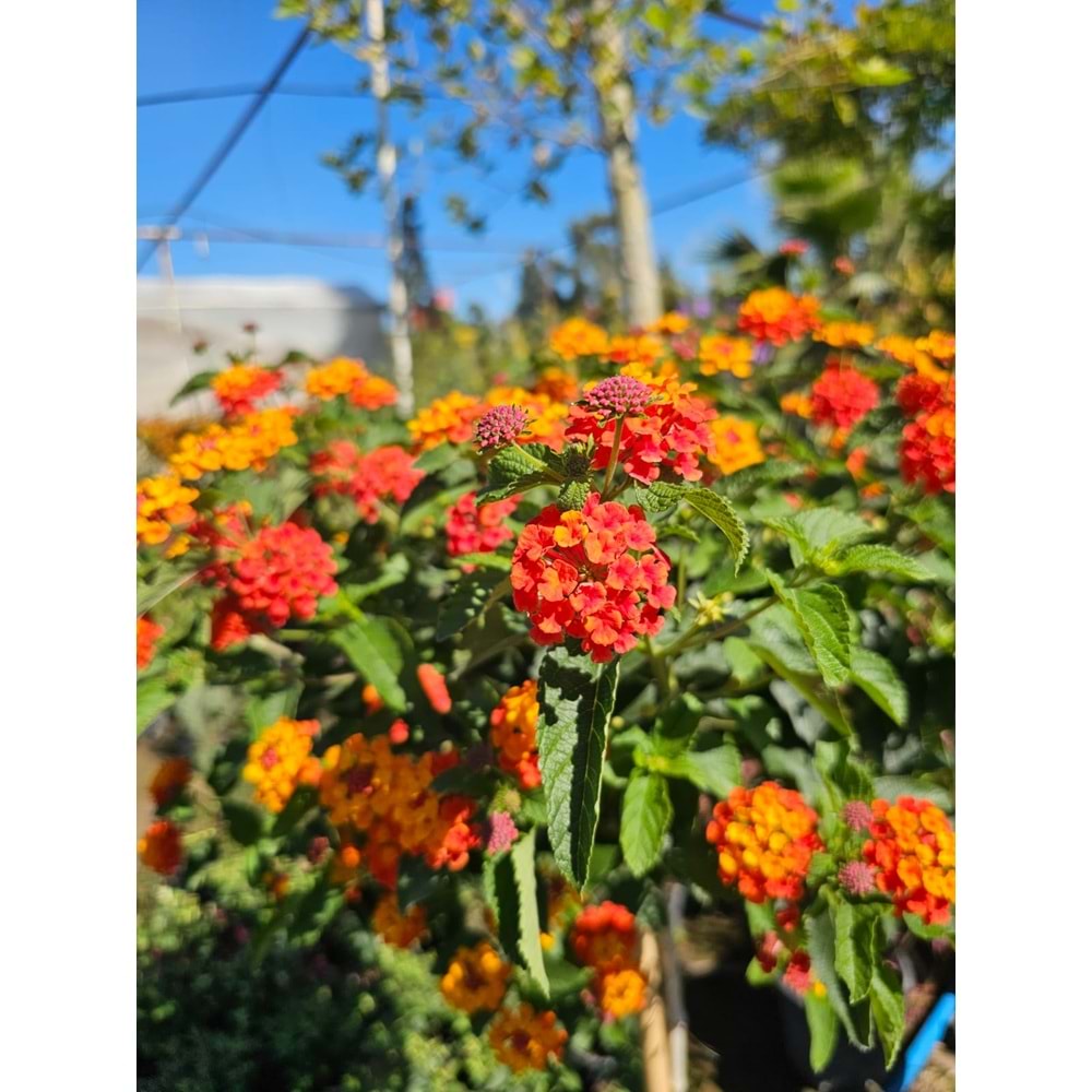 Mİne Çiçeği (Lantana camara,) Tijli Form