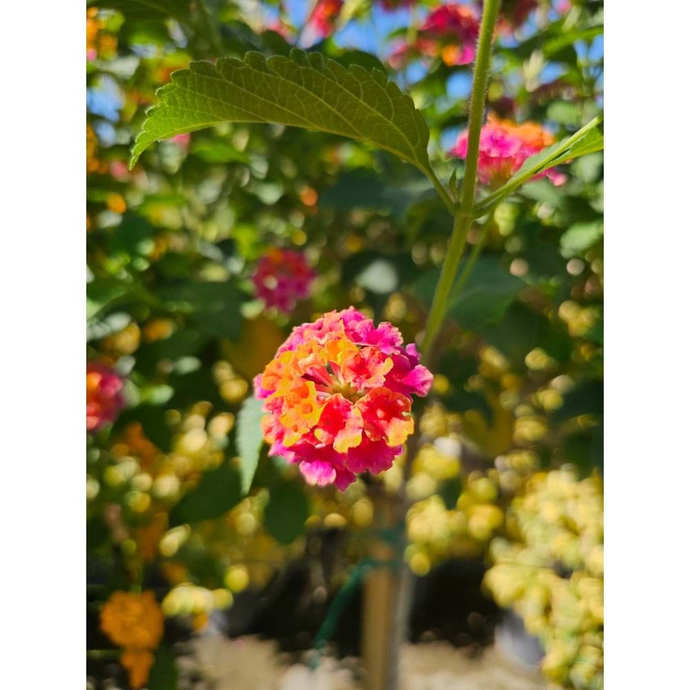 Mİne Çiçeği (Lantana camara,) Tijli Form