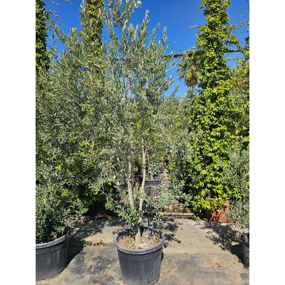 Zeytin (Olea europaea)