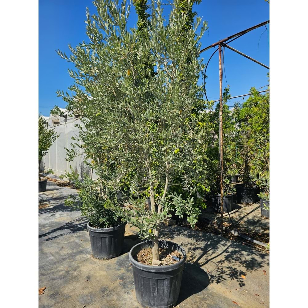Zeytin (Olea europaea)