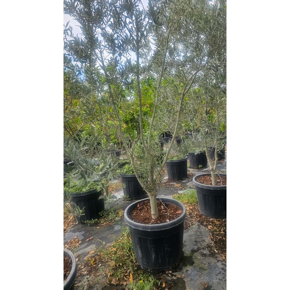 Zeytin (Olea europaea)
