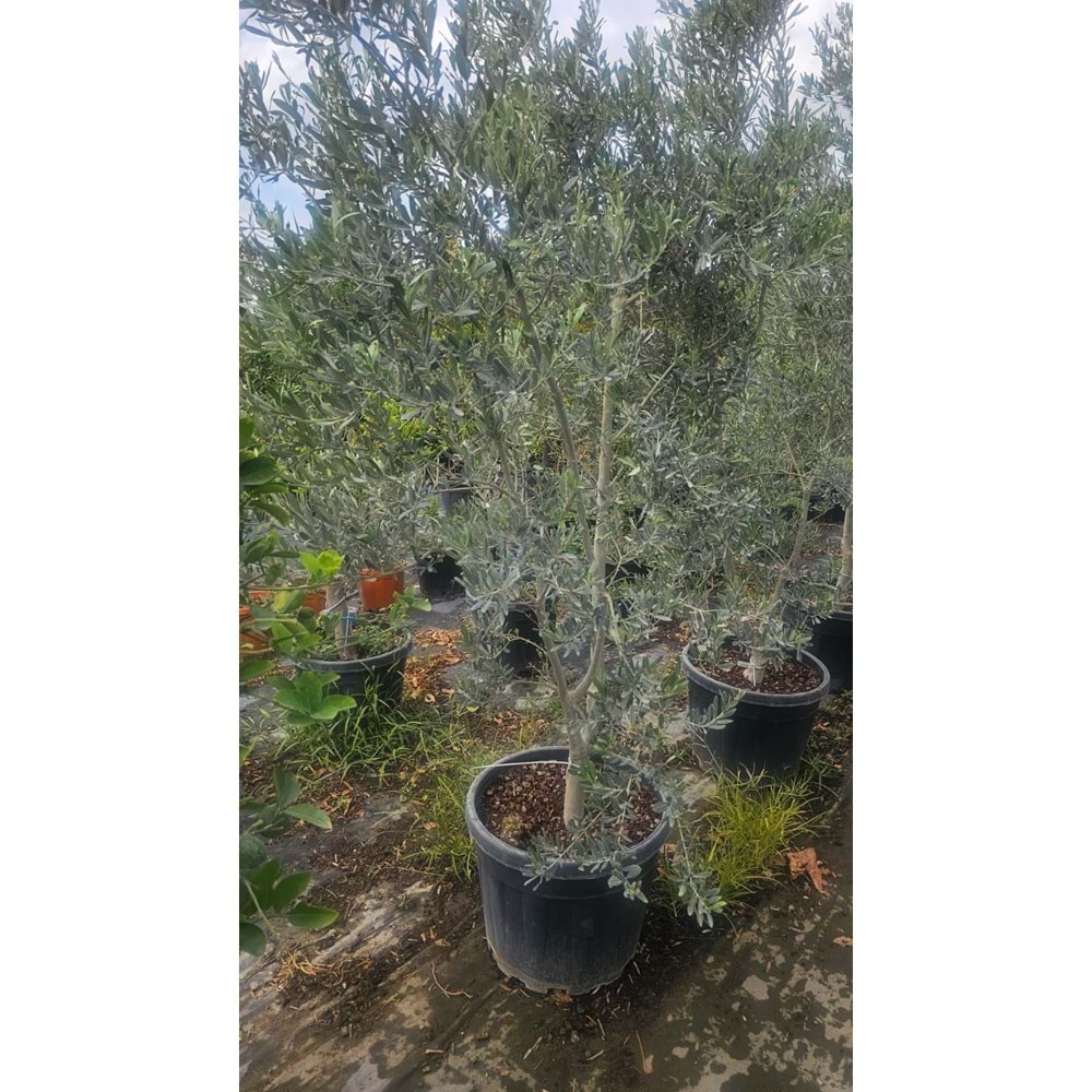 Zeytin (Olea europaea)