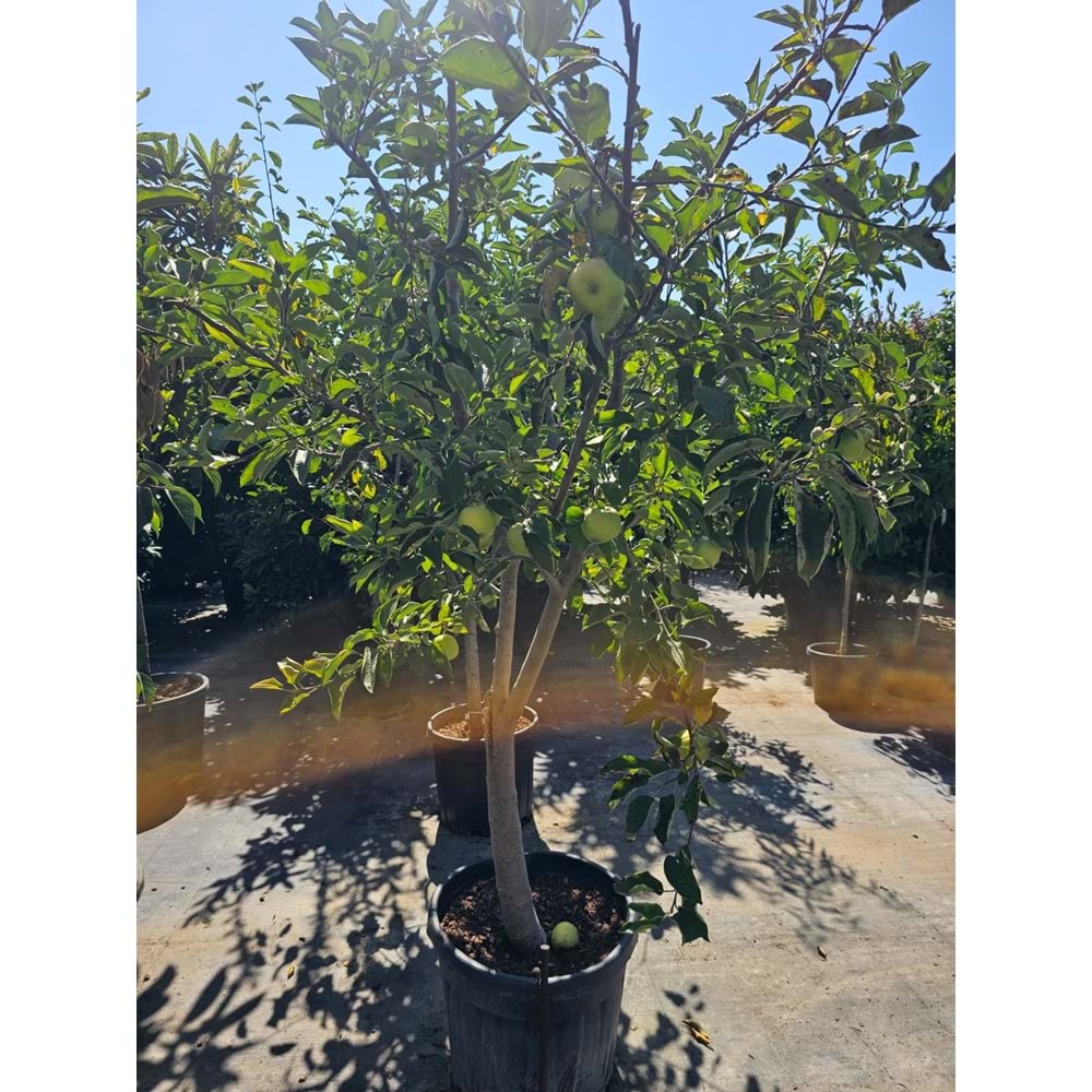 Elma (Malus domestica)