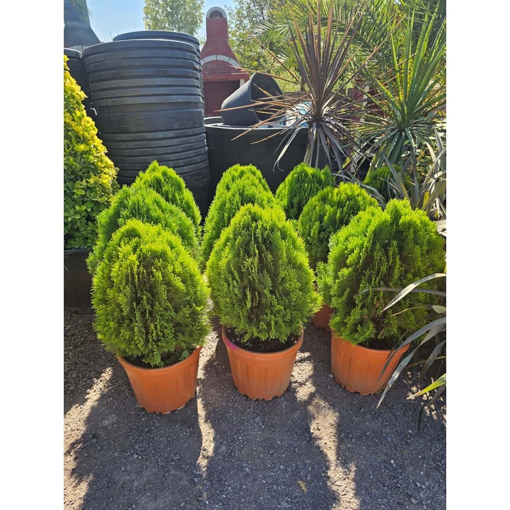 Top Mazı (Thuja orientalis ‘Aurea Nana’)