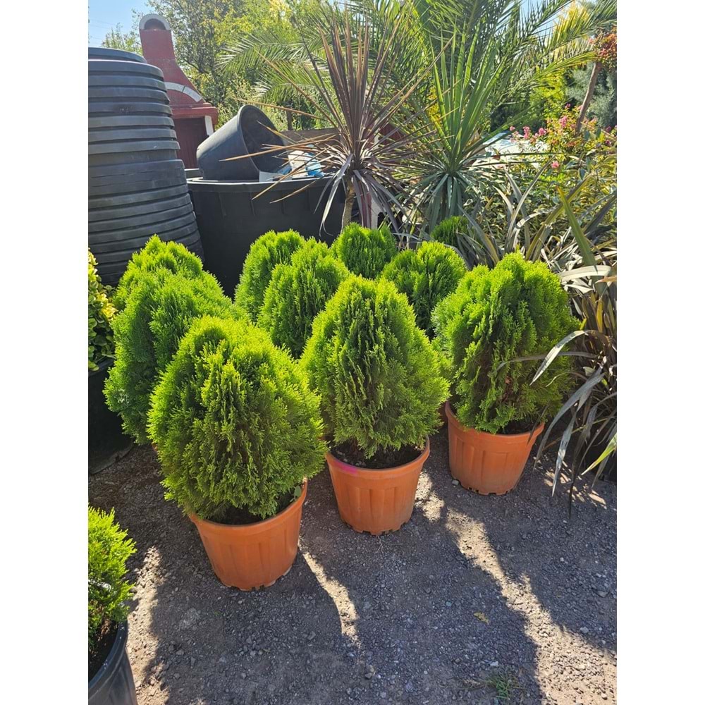 Top Mazı (Thuja orientalis ‘Aurea Nana’)