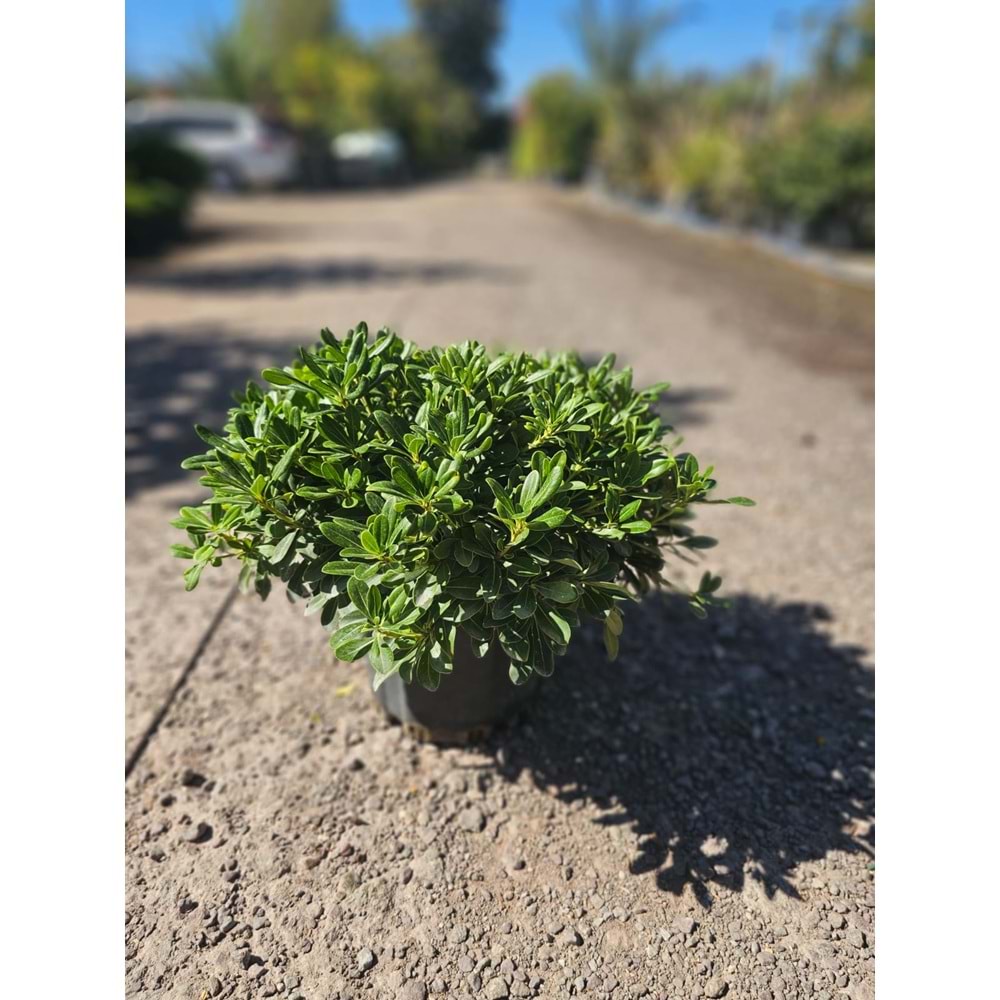 Pittosporum (M)