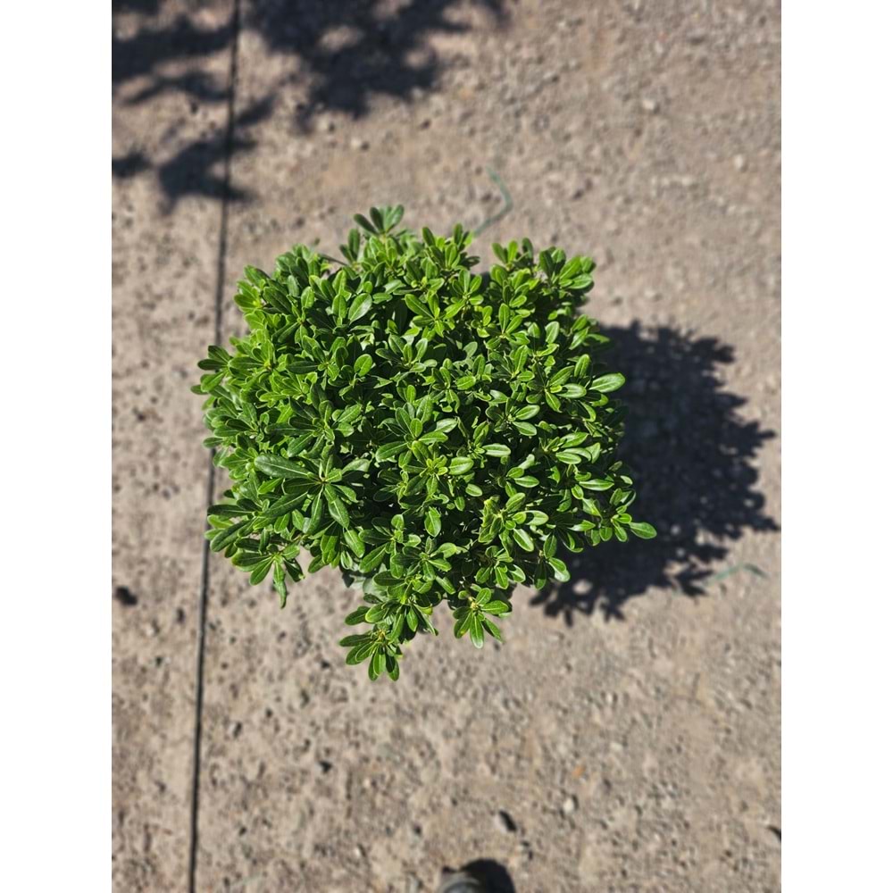 Pittosporum (M)