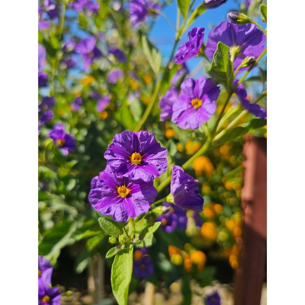 Solanum Tijli