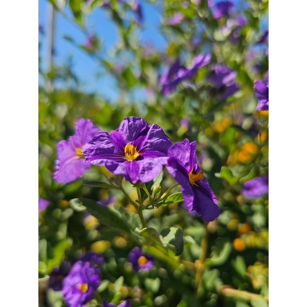 Solanum Tijli