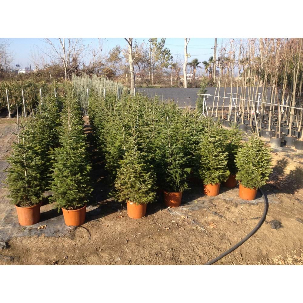 Abies nordmanniana (Göknar) 200-250 cm