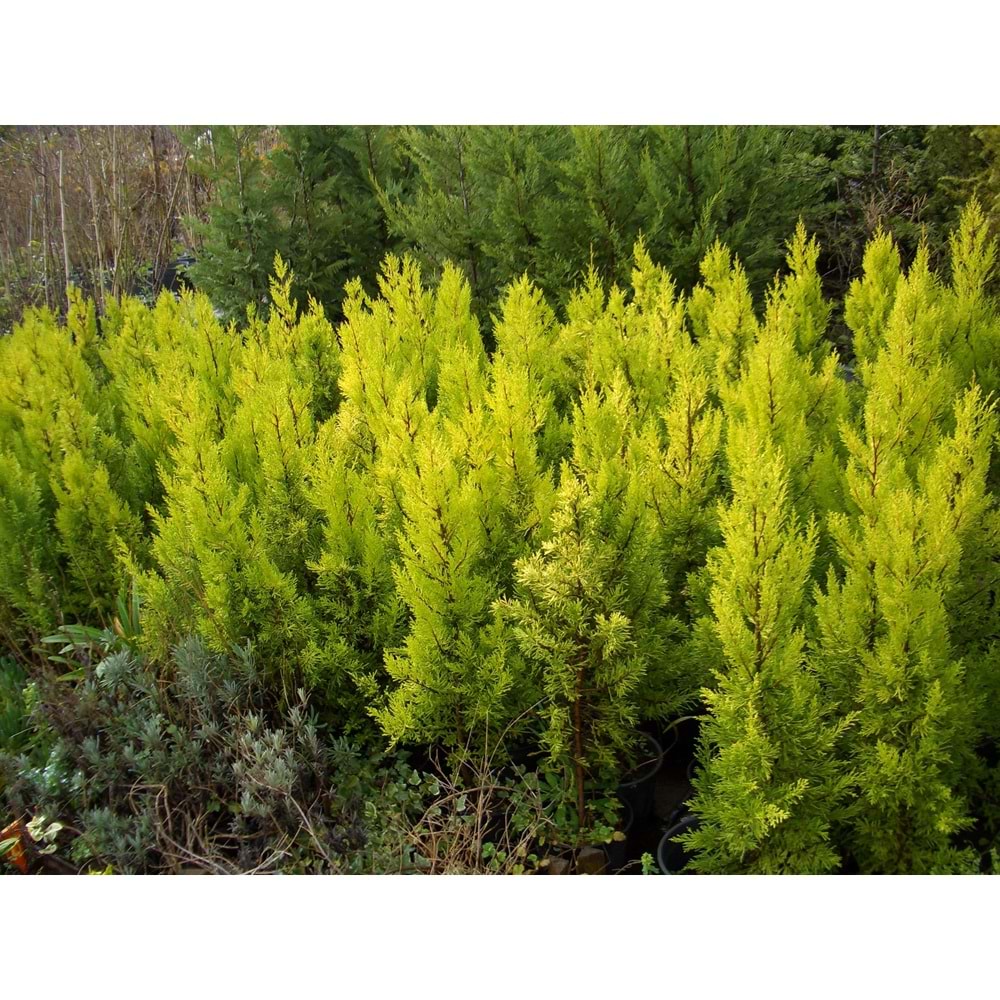 Cupressus Macrocarpa Goldcrest