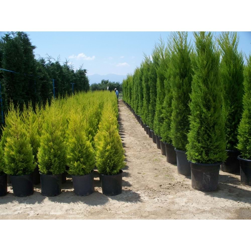 Cupressus Macrocarpa Goldcrest