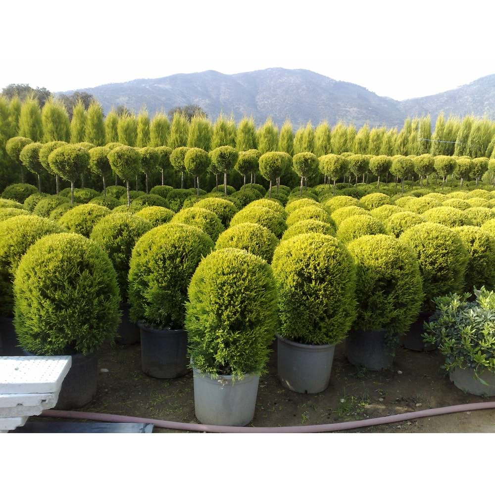 Cupressus Macrocarpa Goldcrest