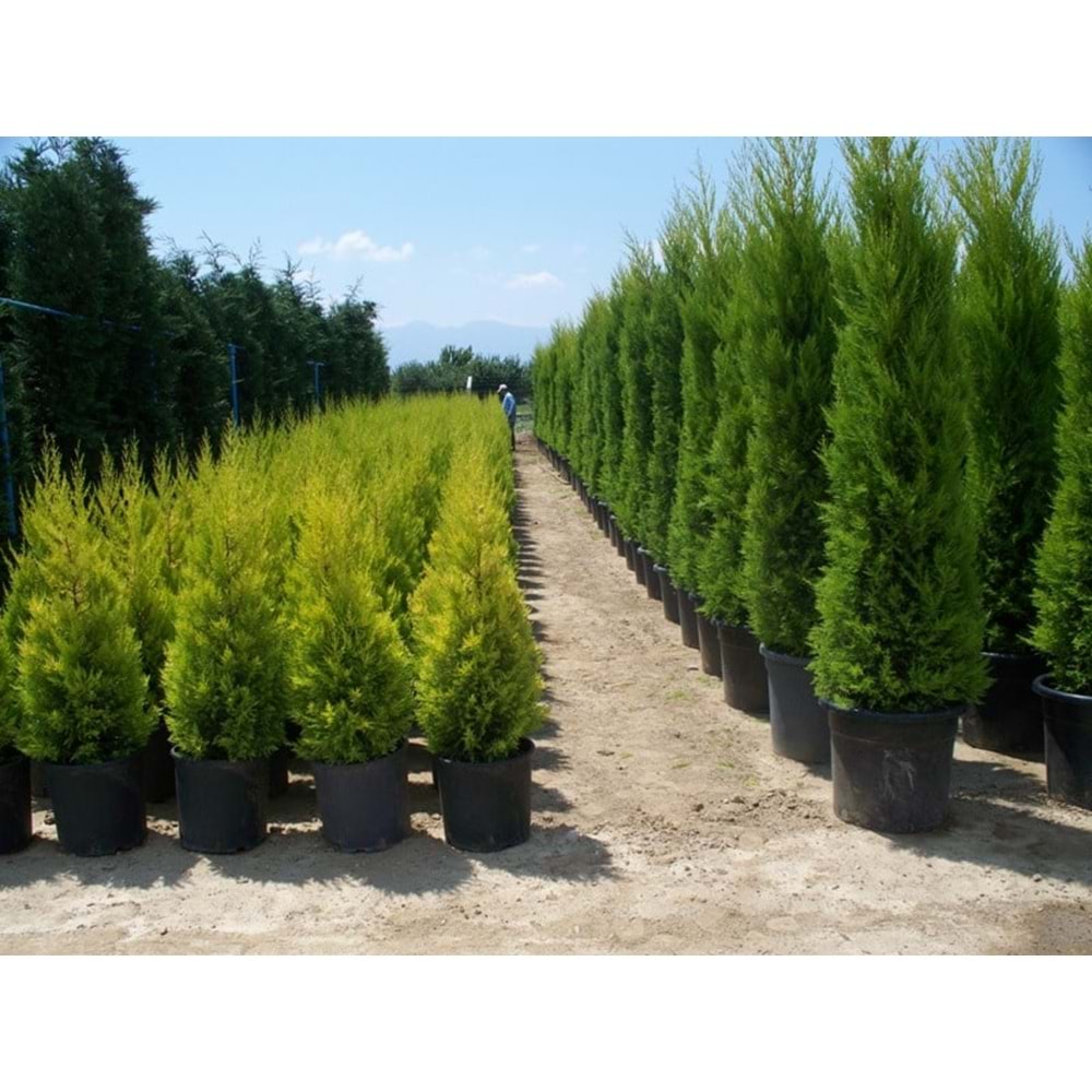 Cupressus Macrocarpa Goldcrest