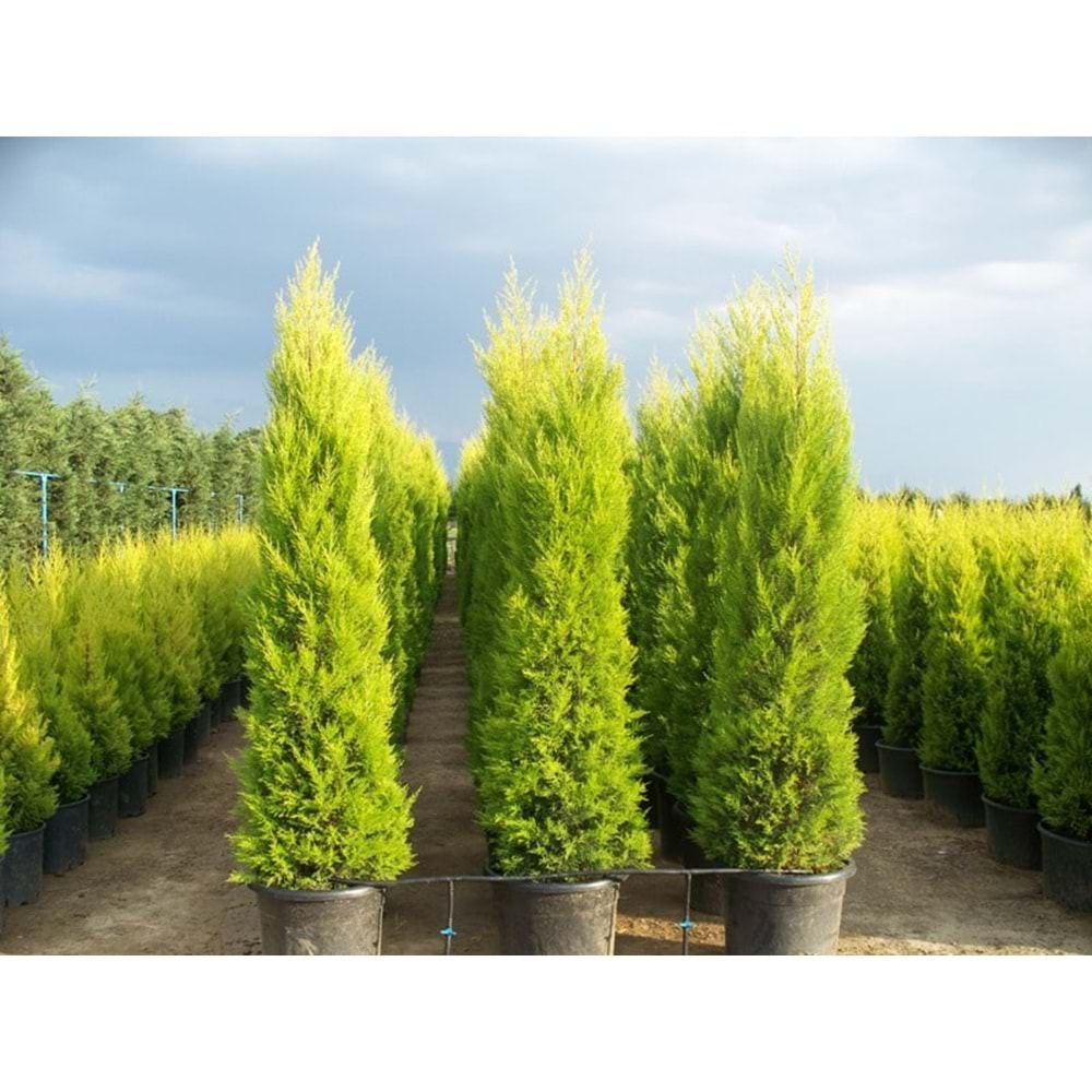 Cupressus Macrocarpa Goldcrest