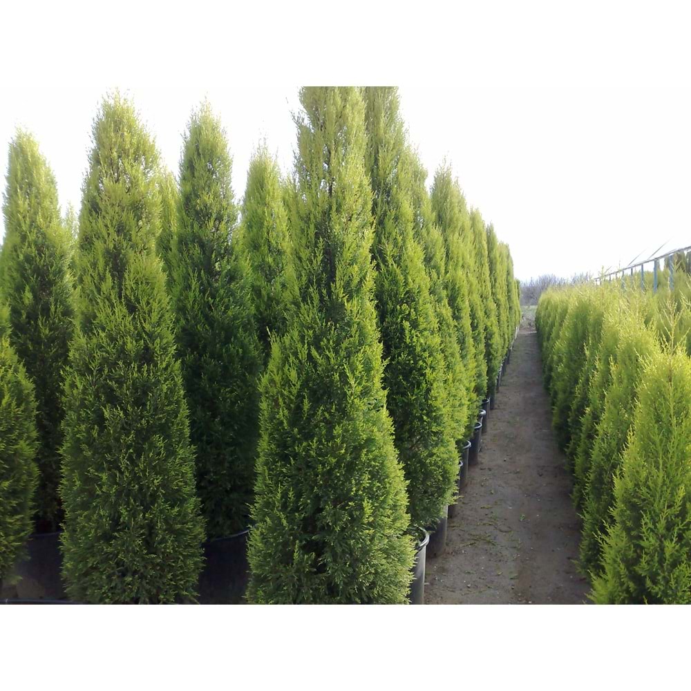 Cupressus Macrocarpa Goldcrest