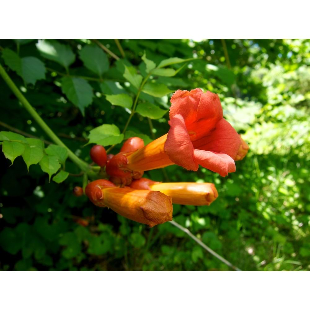 Bignonia radicans (Acem borusu ) 150 cm