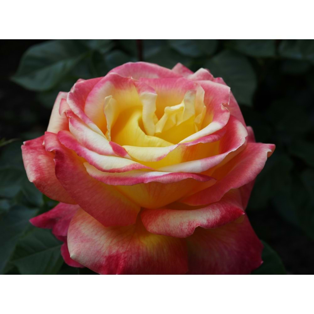 Rosa adolf horstman
