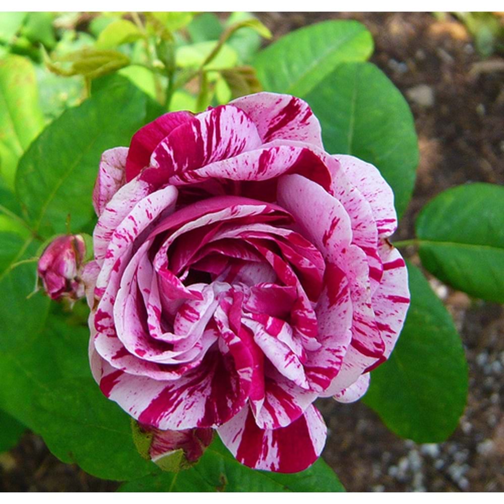 Rosa harlequin